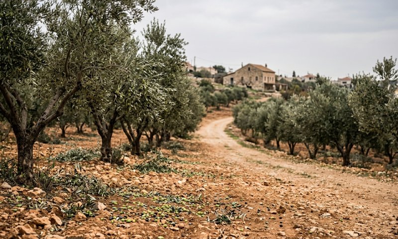 נערי גבעות תקפו פלסטינים במסיק זיתים בשומרון