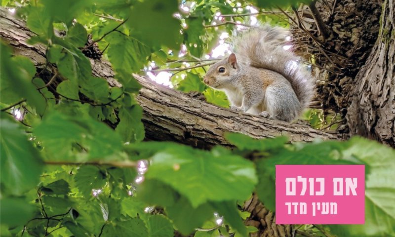 מעין מדר חוזרת עם סינגל חדש: "אם כולם"