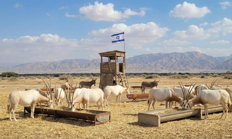 חי בר כרמל ויטבתה נסגרים: זן חדש של מחלת הפה והטלפיים הורג צבאים