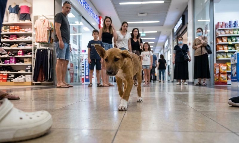 משרד הבריאות: כלב נגוע בכלבת שוטט בעזריאלי ובחופי תל אביב